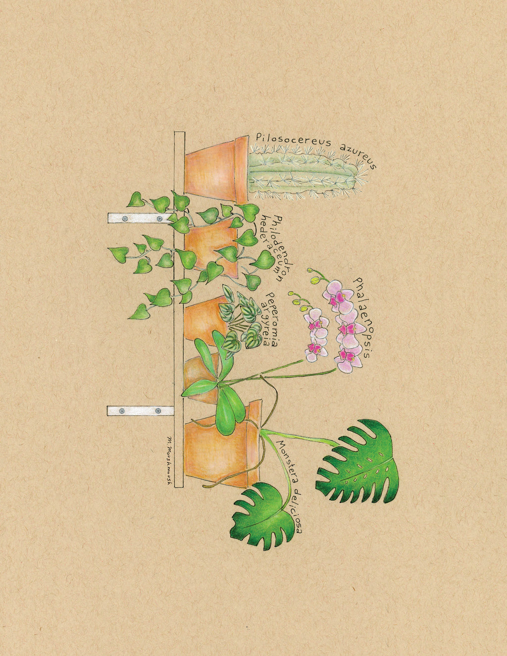 Plant Shelf Print 8.5x11