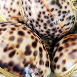Tiger Cowrie Trinket Pill Box, Coin Purse