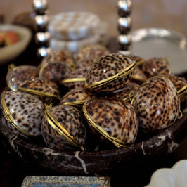 Tiger Cowrie Trinket Pill Box, Coin Purse