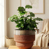 Ceramic Planter Pot, Two-Tone with Drainage - Freya