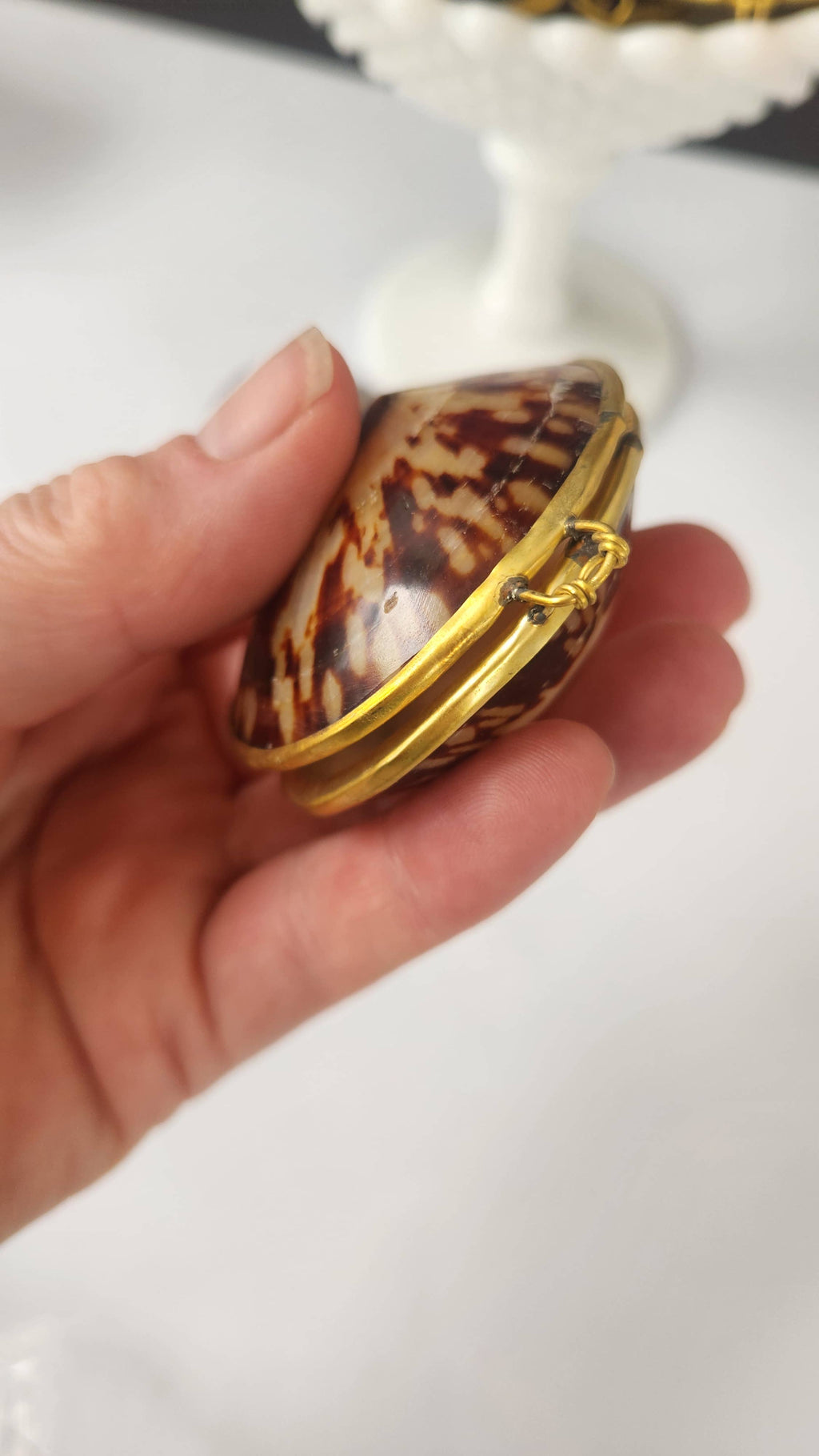 Polished Limpet Trinket Box
