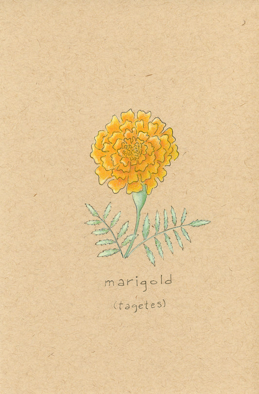 Soul-o Marigold— Blank Notecard