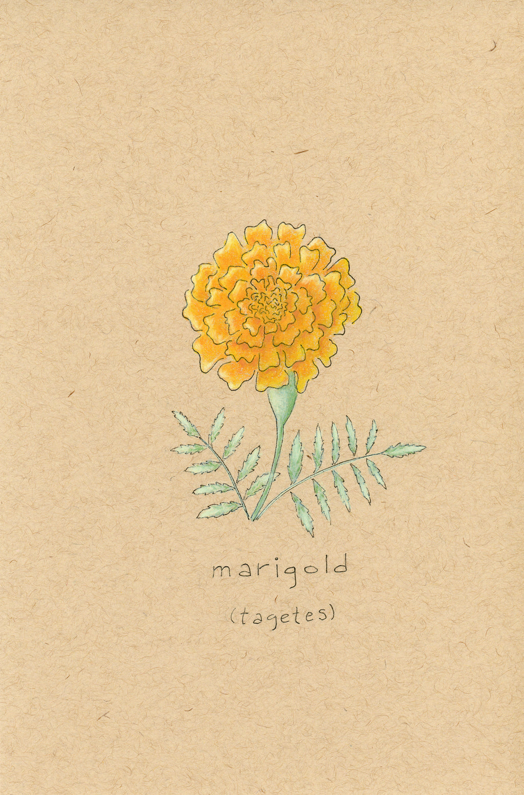 Soul-o Marigold— Blank Notecard