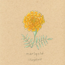 Soul-o Marigold— Blank Notecard