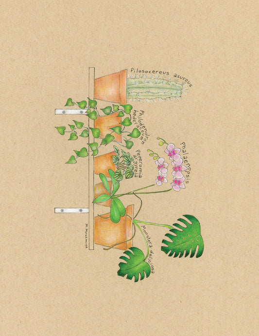 Plant Shelf Print 8.5x11