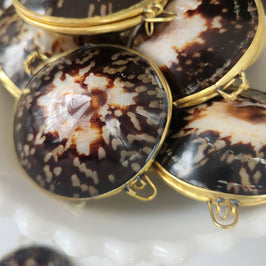 Polished Limpet Trinket Box
