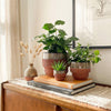 Ceramic Planter Pot, Two-Tone with Drainage - Freya