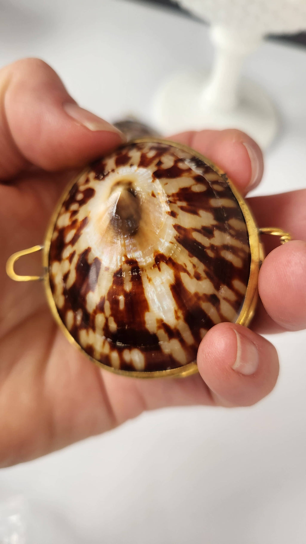 Polished Limpet Trinket Box