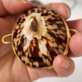 Polished Limpet Trinket Box